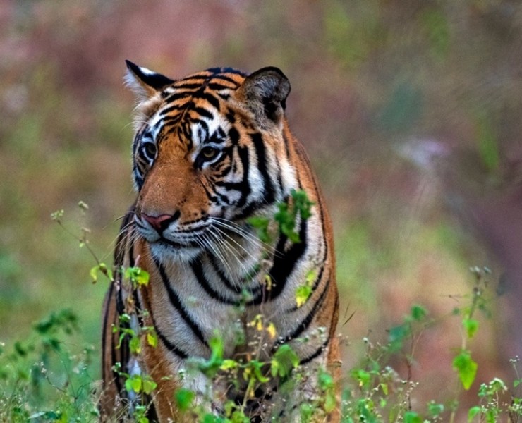 2023 Tigers Of India Photography Tour