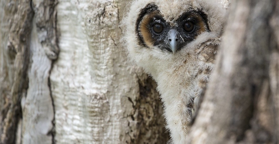 Birds of Prey Photography Experience