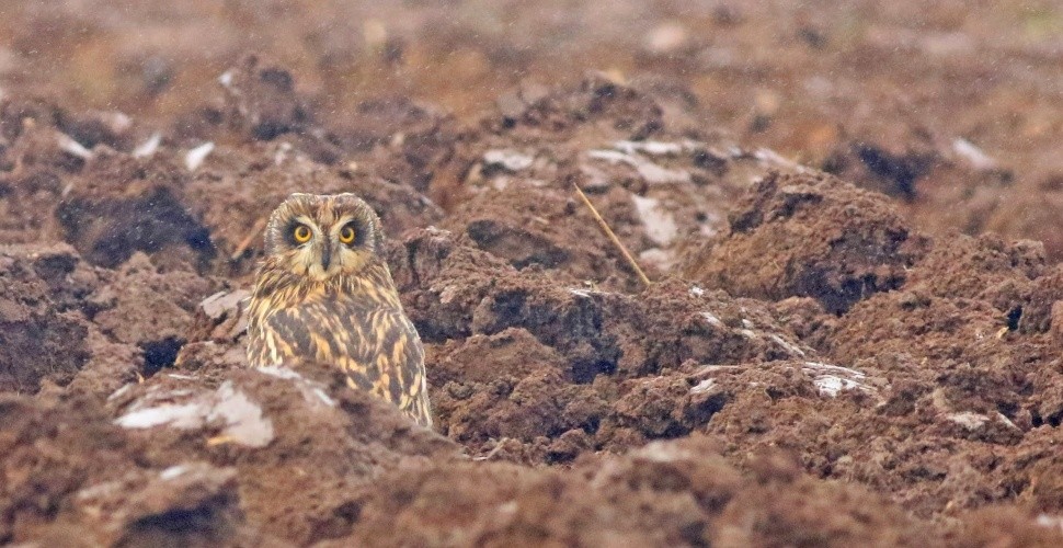 Yorkshire Birding Discovery Days