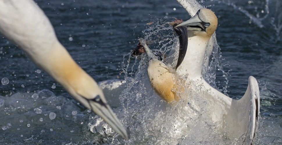 Diving Gannet Photography Experience