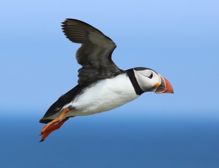 Puffin Safaris 2025