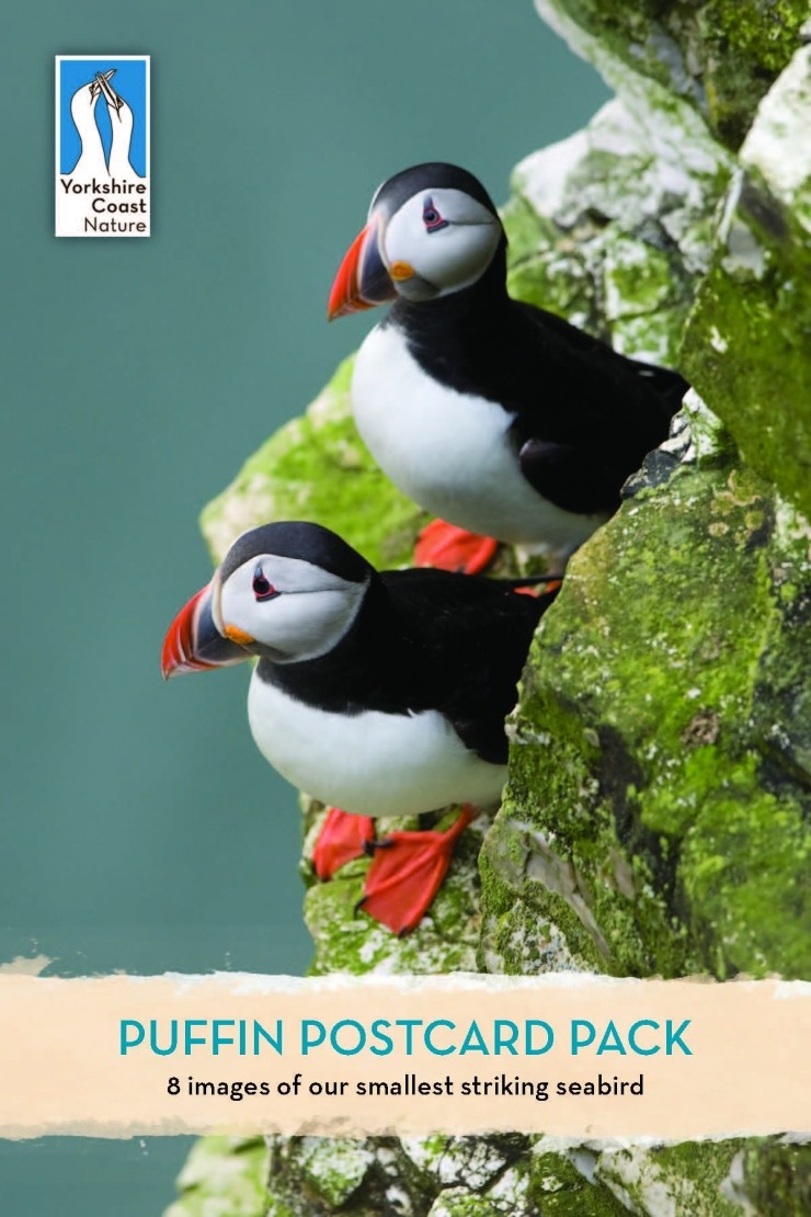 Puffin Postcard Pack