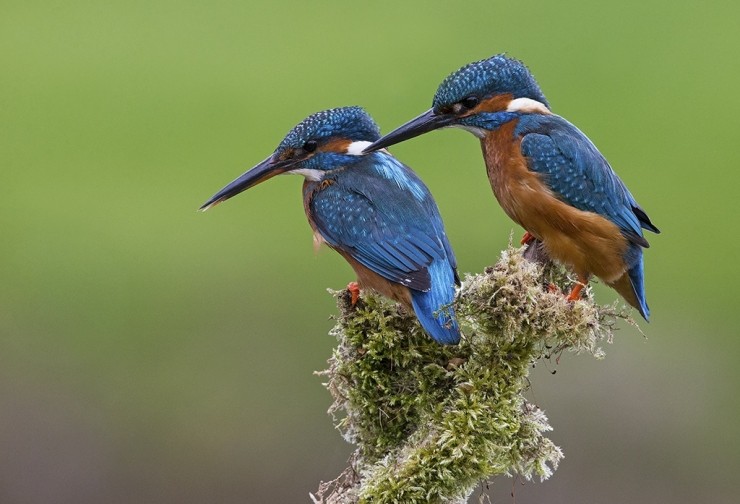 Kingfisher Photography Gift Voucher