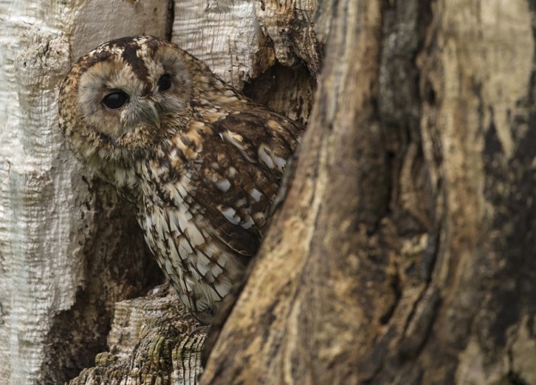  Tawny Owl © Steve Race