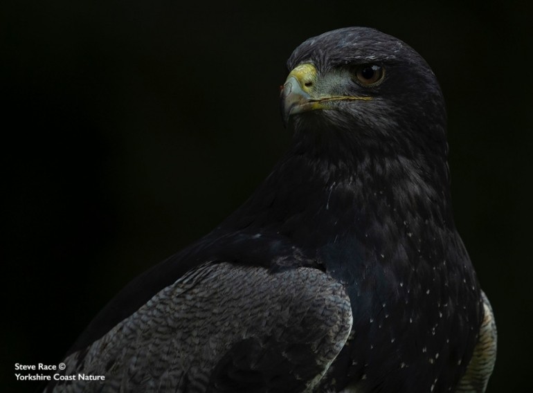  Grey Buzzard Eagle © Steve Race