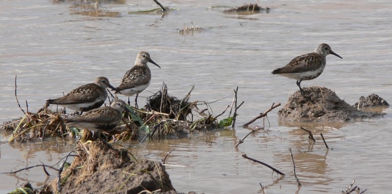  My favourite Dunlins, the four that landed within 30 minutes of starting work