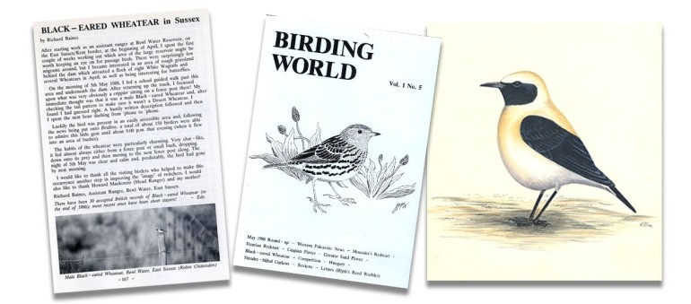  Black-eared Wheatear article and drawing by Richard Baines