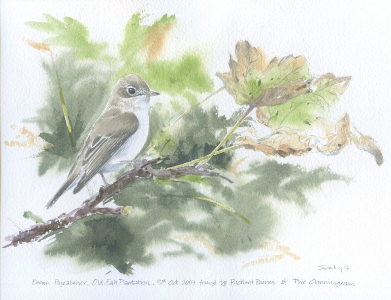  Asian Brown Flycatcher a painting of the Flamborough bird by Ray Scally