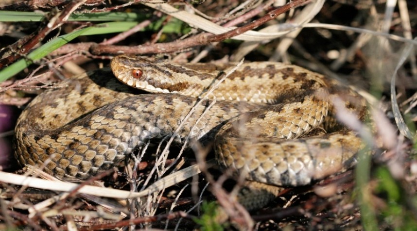  Adder