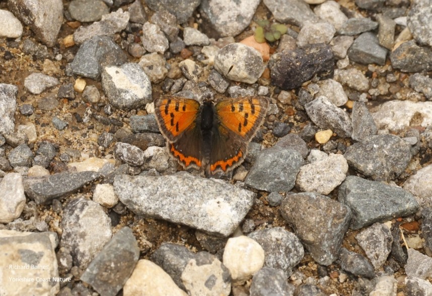  Small Copper Blowhole Crossing North Yorkshire © Richard Baines