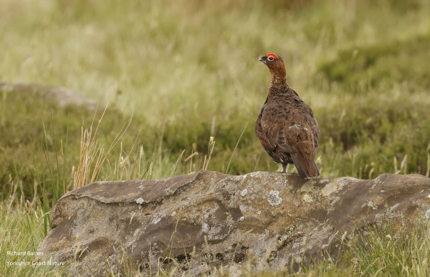  Red Grouse Battersby Moor North Yorkshire © Richard Baines