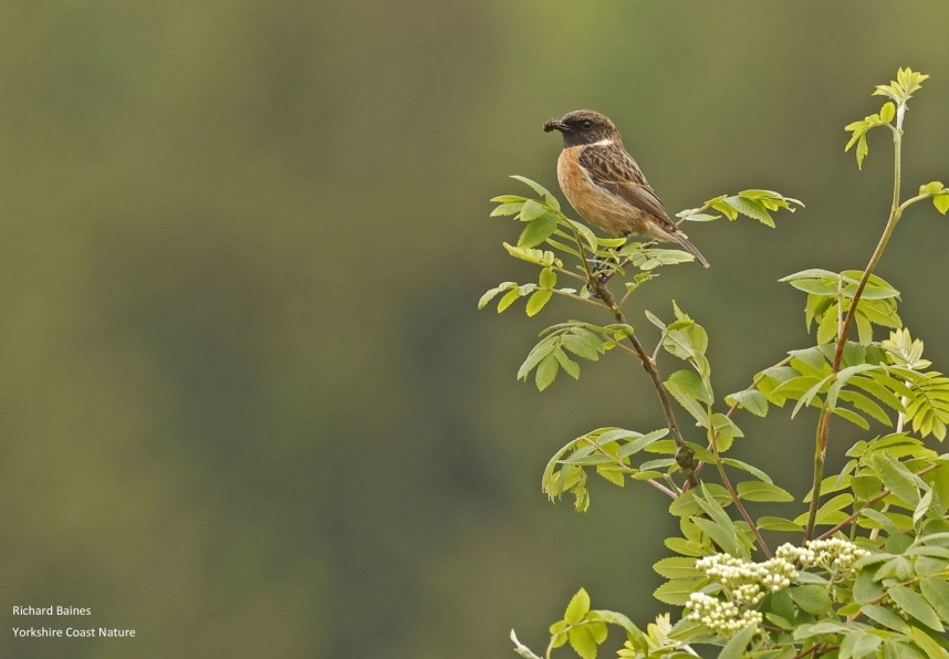  Stonechat Lordstones Country Park North Yorkshire © Richard Baines
