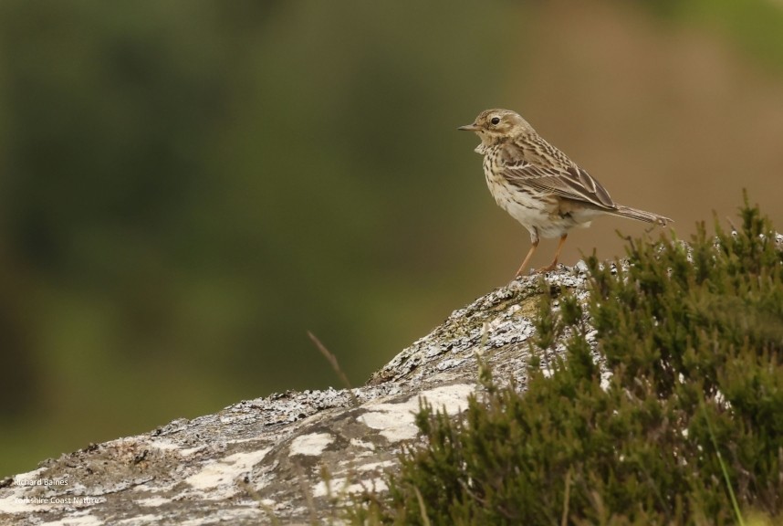  Meadow Pipit Wain Stones North Yorkshire © Richard Baines