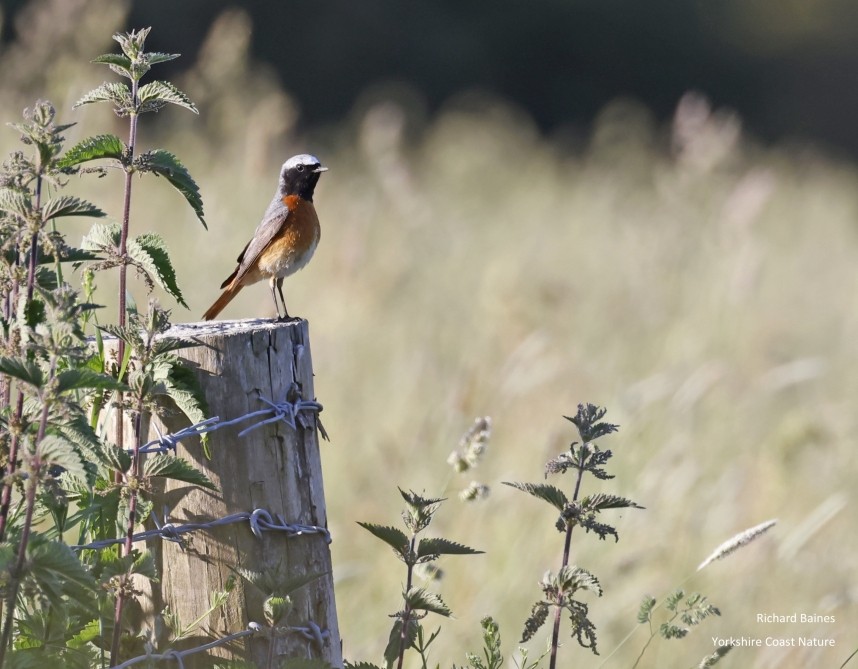  Redstart (male) alert for food. Farndale North Yorkshire © Richard Baines