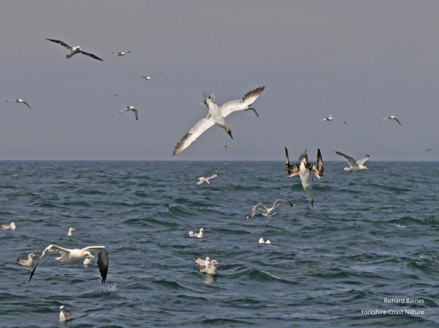  Northern Gannets feeding frenzy - Staithes 19 July 2024 © Richard Baines