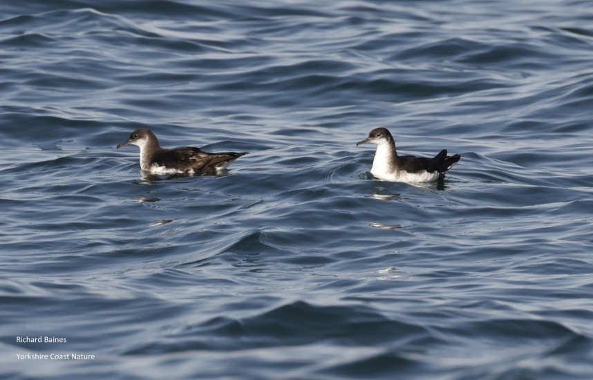  Manx Shearwaters - Staithes 19 July 2024 © Richard Baines