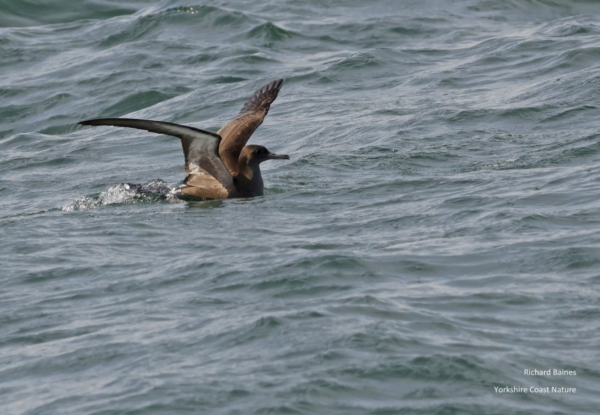  Sooty Shearwater - Staithes 19 July 2024 © Richard Baines