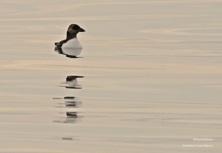  Atlantic Puffin (juvenile) - Staithes 20 July 2024 © Richard Baines