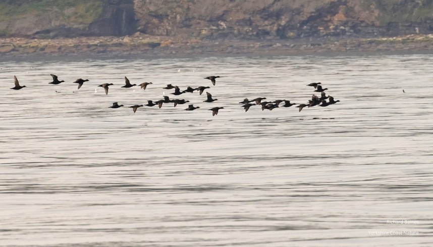  Common Scoter - Staithes 20 July 2024 © Richard Baines