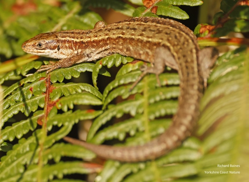  Common Lizard - Spring Bank above Slapewath August 2024 © Richard Baines