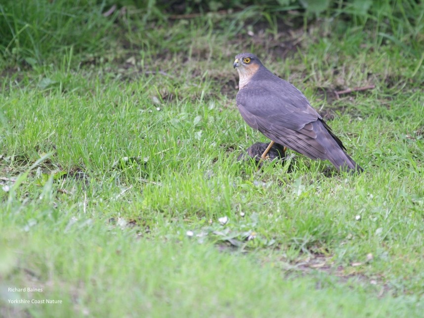  Eurasian Sparrowhawk (male) - North Yorkshire © Richard Baines