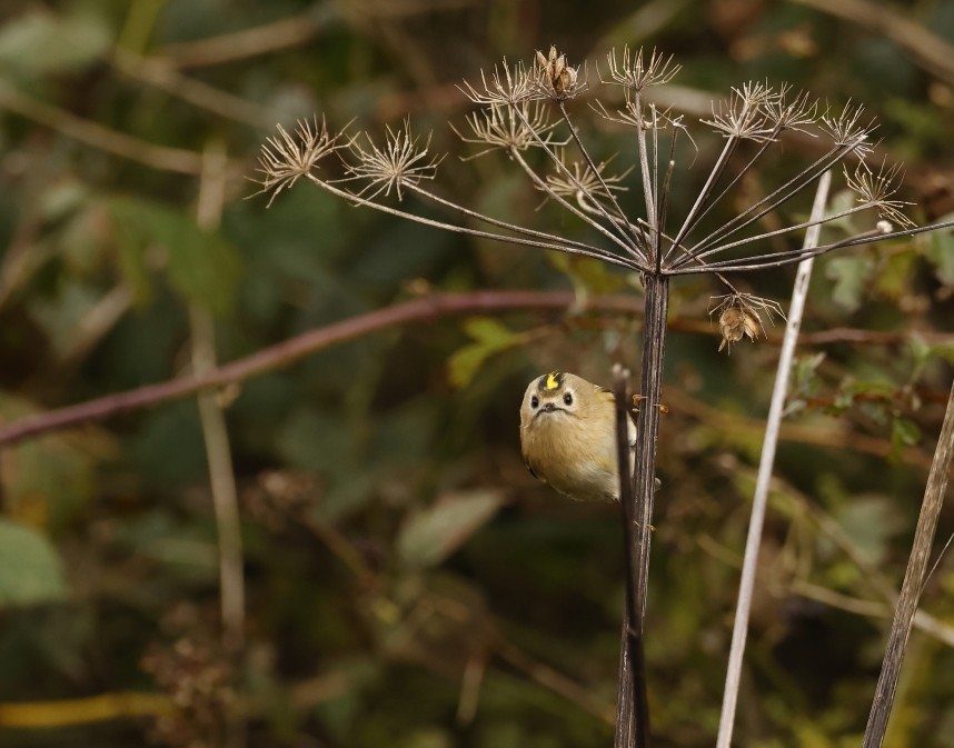  Goldcrest - North Yorkshire October 2024 © Richard Baines