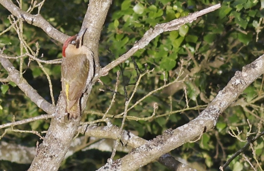  Green Woodpecker - North Yorkshire © Richard Baines