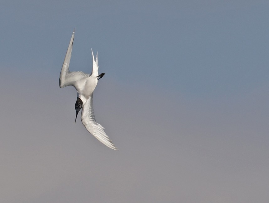  Sandwich Tern - North Yorkshire © Richard Baines