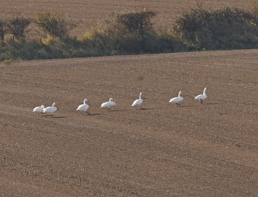  Whooper Swans - Port Mulgrave October 2024 © Richard Baines