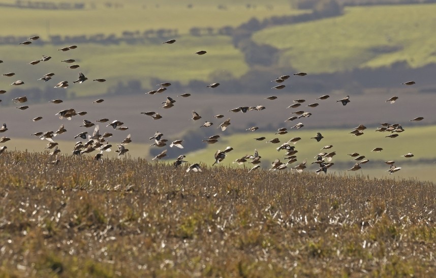  Common Linnets - Kettleness October 2024 © Richard Baines