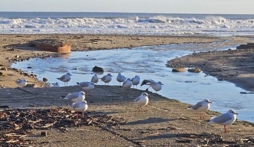  Black-headed Gulls - Sandsend October 2024 © Richard Baines