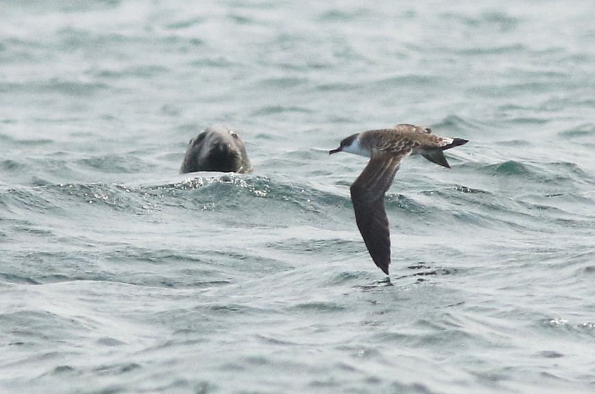  Great Shearwater - Staithes 24 August 2024 © Mark Pearson