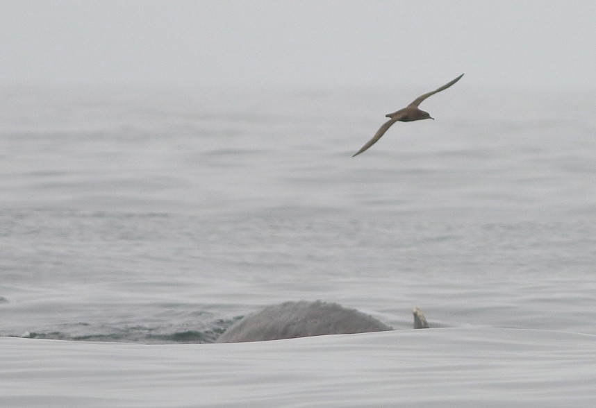  Sooty Shearwater & Humpback - Staithes 2 September 2024 © Mark Pearson