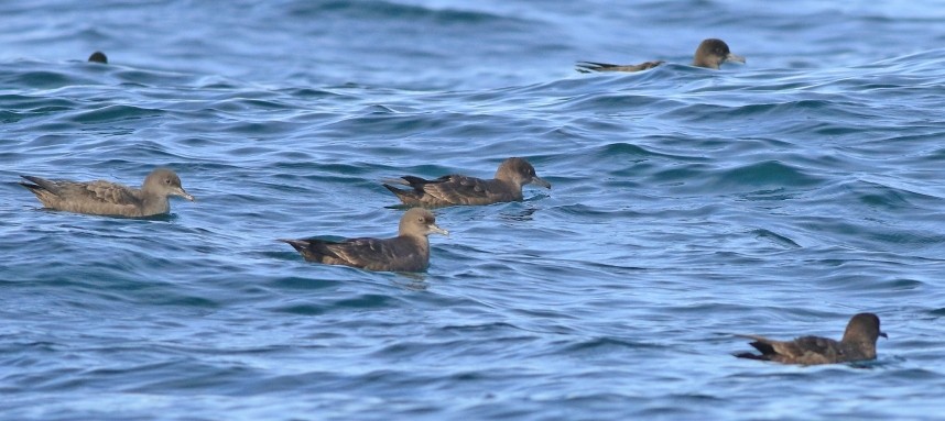  Sooty Shearwaters - Staithes 16 September 2024 © Mark Pearson