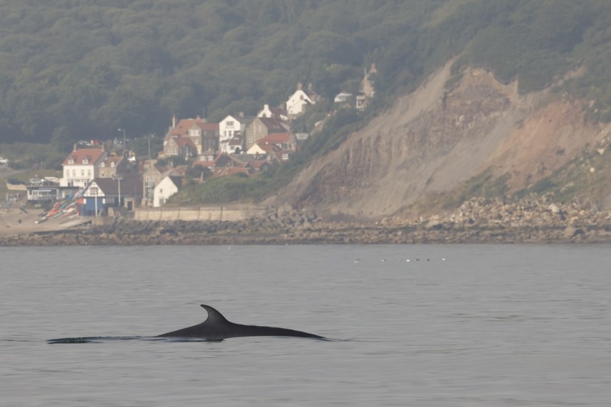  Minke Whale - Runswick Bay 2 August 2024 © Richard Baines