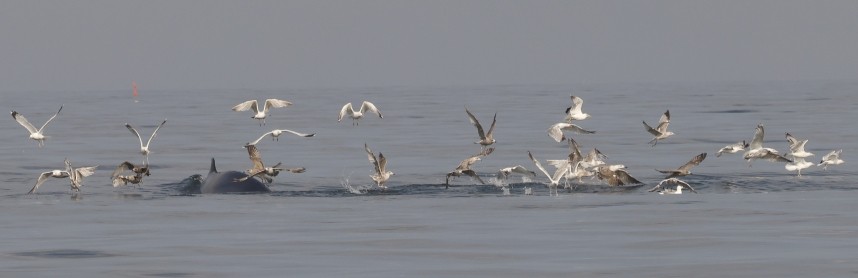  Feeding Frenzy, Gulls & Minke Whale - Staithes 2 August 2024 © Richard Baines