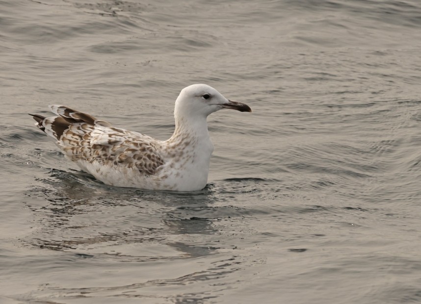  Caspian Gull - Staithes 19 August 2024 © Richard Baines