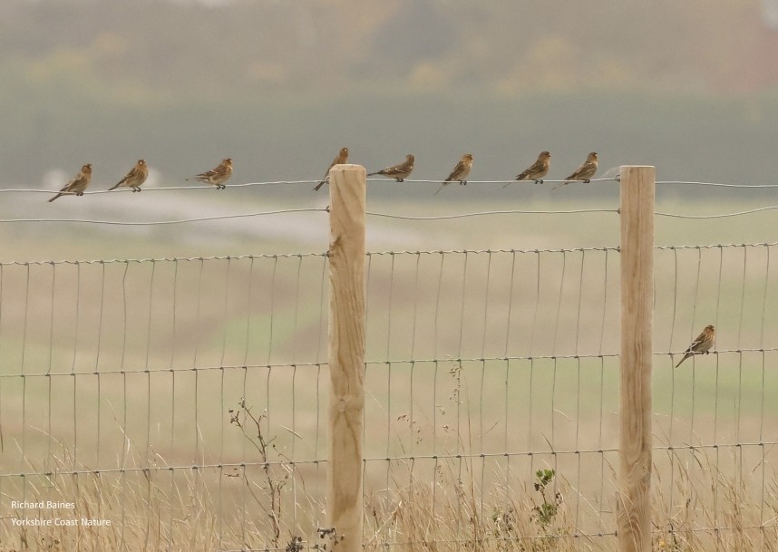  Twite - Outstrays November 2024 © Richard Baines