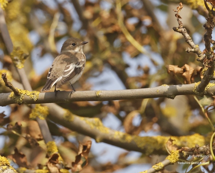  Pied Flycatcher - Spurn 2024 © Richard Baines