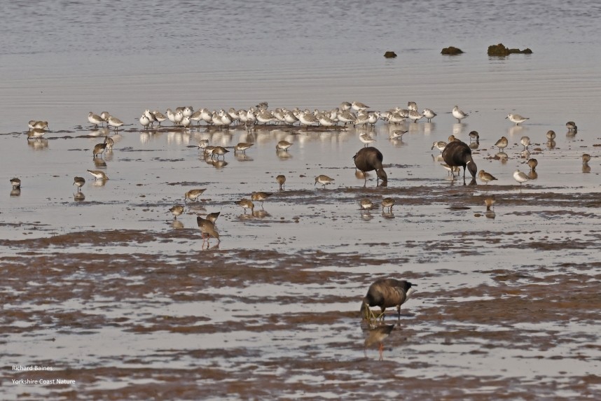  Sanderling and Brent Geese - Spurn October 2024 © Richard Baines