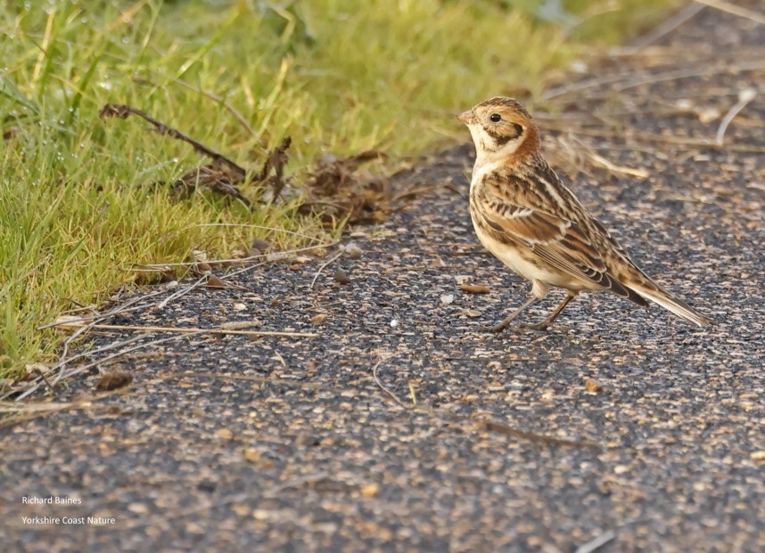  Lapland Bunting - Outstrays 29 November 2024 © Richard Baines