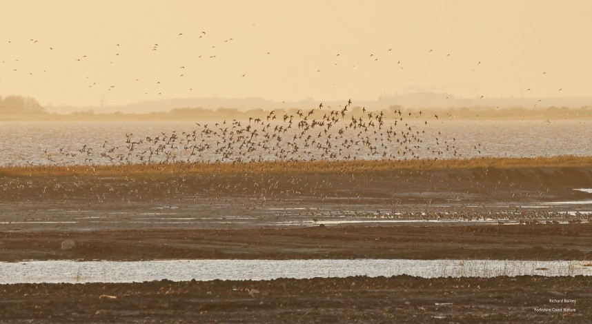  Waders over Outstrays 29 November 2024 © Richard Baines