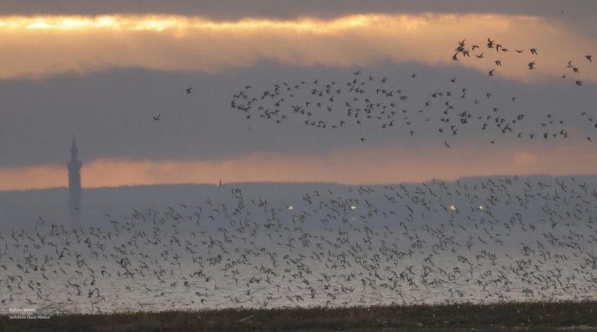  Waders over Outstrays 30 November 2024 © Richard Baines