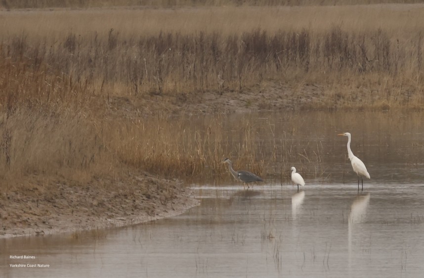  Grey Heron, Little Egret & Great Egret - Outstrays 30 November 2024 © Richard Baines