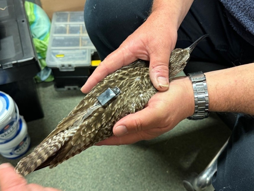  Whimbrel tagging © Craig Ralston Natural England