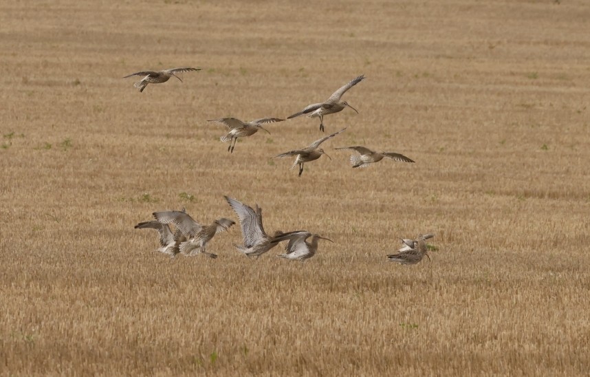  Eurasian Curlews - 12 Nov 2024 © Richard Baines