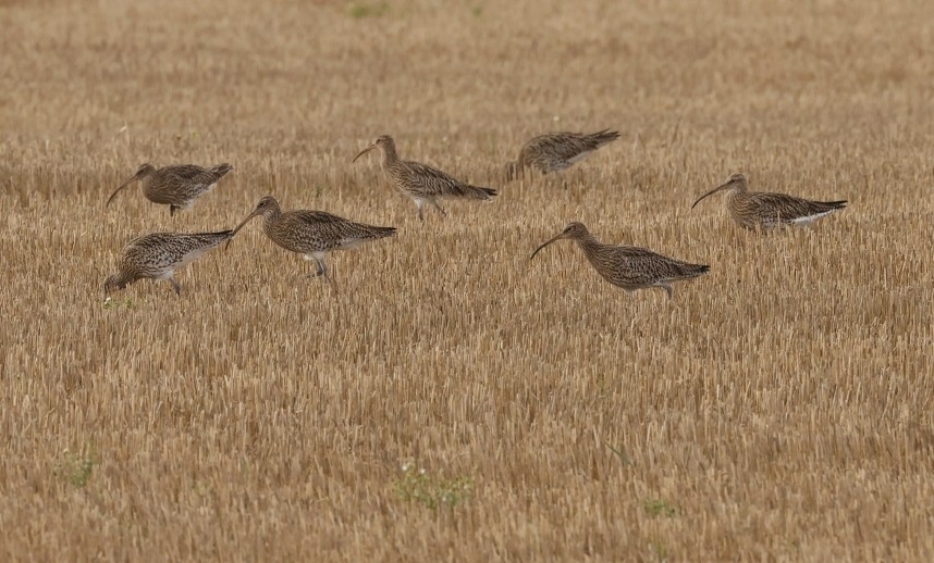  Eurasian Curlews - 12 Nov 2024 © Richard Baines