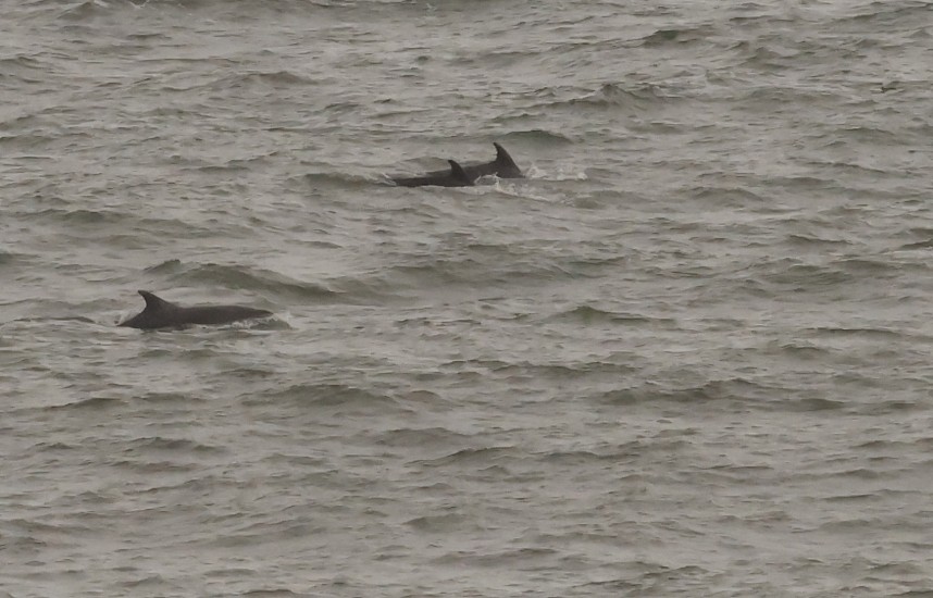  Bottle-nosed Dolphins - Whitby 12 Nov 2024 © Richard Baines