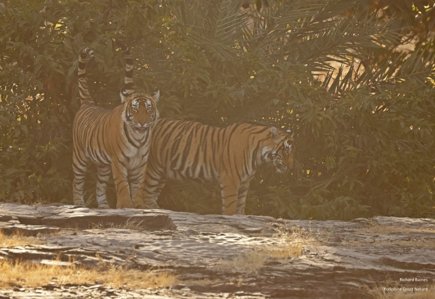  Bengal Tigers - Ranthambore 14 Dec 2024 © Richard Baines