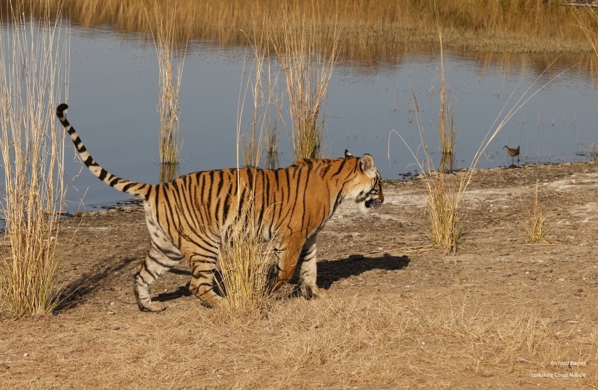  Bengal Tiger and Brown Crake - Ranthambore 14 Dec 2024 © Richard Baines